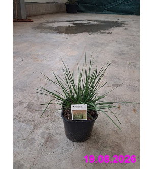 Deschampsia cesp. 'Bronzeschleier' C 2 L